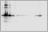 PAB | protein in chloroplast atpase biogenesis in the group Antibodies Plant/Algal / Photosynthesis / Biogenesis/architecture at Agrisera AB (Antibodies for research) (AS15 2833)